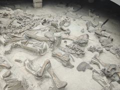 -自贡恐龙博物馆