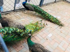 -长白岛森林公园