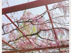 -嘉定紫藤园