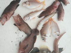 -小猫钓鱼海钓俱乐部(椰梦长廊店)