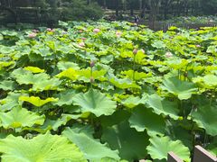 -陈家山荷花公园
