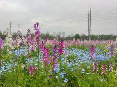 -花开海上生态园