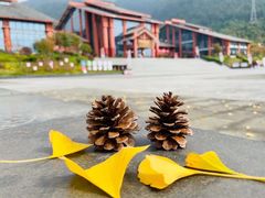 -武陵山森林公园