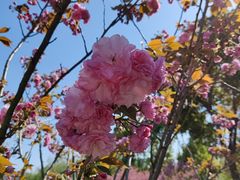 -南汇桃花村