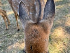 -北京鹿世界主题园