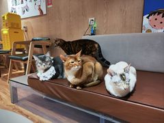 -MOCHA明星猫咖(田子坊店)