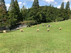 -神户市立六甲山牧场