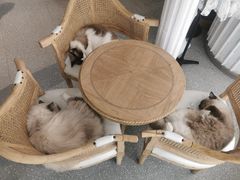 -共舞时光猫咖·狗咖(新街口店)
