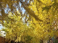 -西北大学(桃园校区)