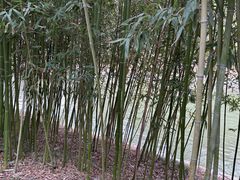 -皇家御河游(紫御湾码头)