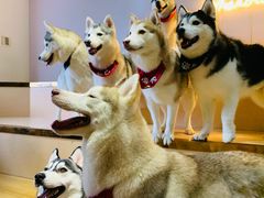 -Husky Go! 哈士奇体验馆·宠物咖啡厅狗咖