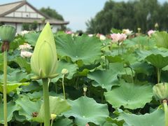 -白洋淀景区
