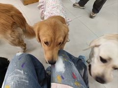 -汪说·狗咖·拼豆·宠物周边DIY(旺城大厦店)