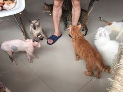 iphone_upload_pic-萌喵宠狗爱心宠咖