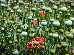 -国家植物园南园