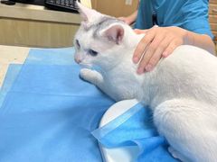 -芭比堂宠物医院·全科爱猫医院·仁德分院