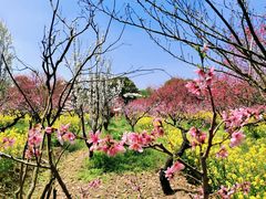 -南汇桃花村