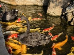 -罗红摄影艺术馆