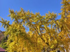 -千年银杏谷文化旅游区