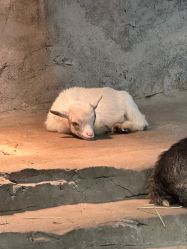 点击看大图 -Zoolung Zoolung动物主题公园(海信广场店)