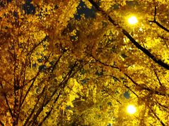 -高庙村(地铁站)