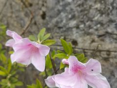 -贵州百里杜鹃风景名胜区