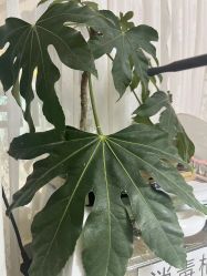 -UN·桃喜日系美睫美甲