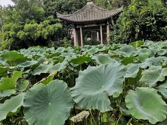 -莲湖公园