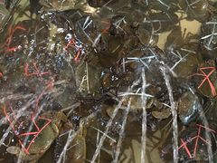 -兴旺海鲜砂煲王