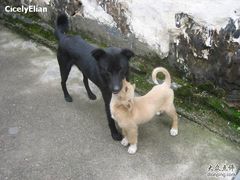 -祁门牯牛降观音堂风景区