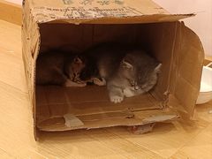 -猫咪派对(江南西店)