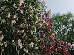 -南阳建业森林半岛假日酒店