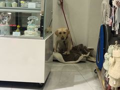 -BABYDOG宝贝狗宠物乐园(欧洲城店)