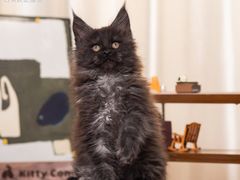 -小猫来了·猫舍(红山六九七九店)