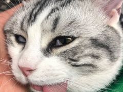 -联萌宠物医院(猫病专科)