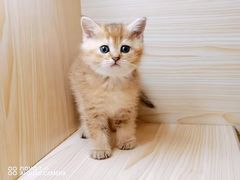 -70cat德文卷毛猫·缅因猫纯种猫舍