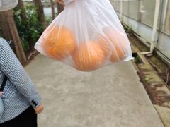 -前小桔亲子创意农场·草莓采摘·露营烧烤