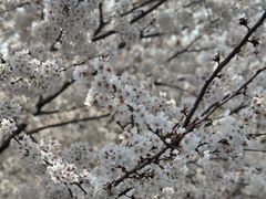 -樱花山风景区