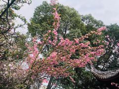 -棠湖公园