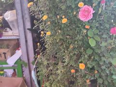 -朝来春花卉市场