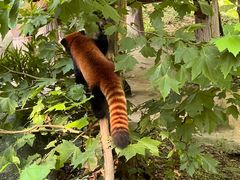 -都江堰中华大熊猫苑