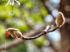 -新虹桥中心花园