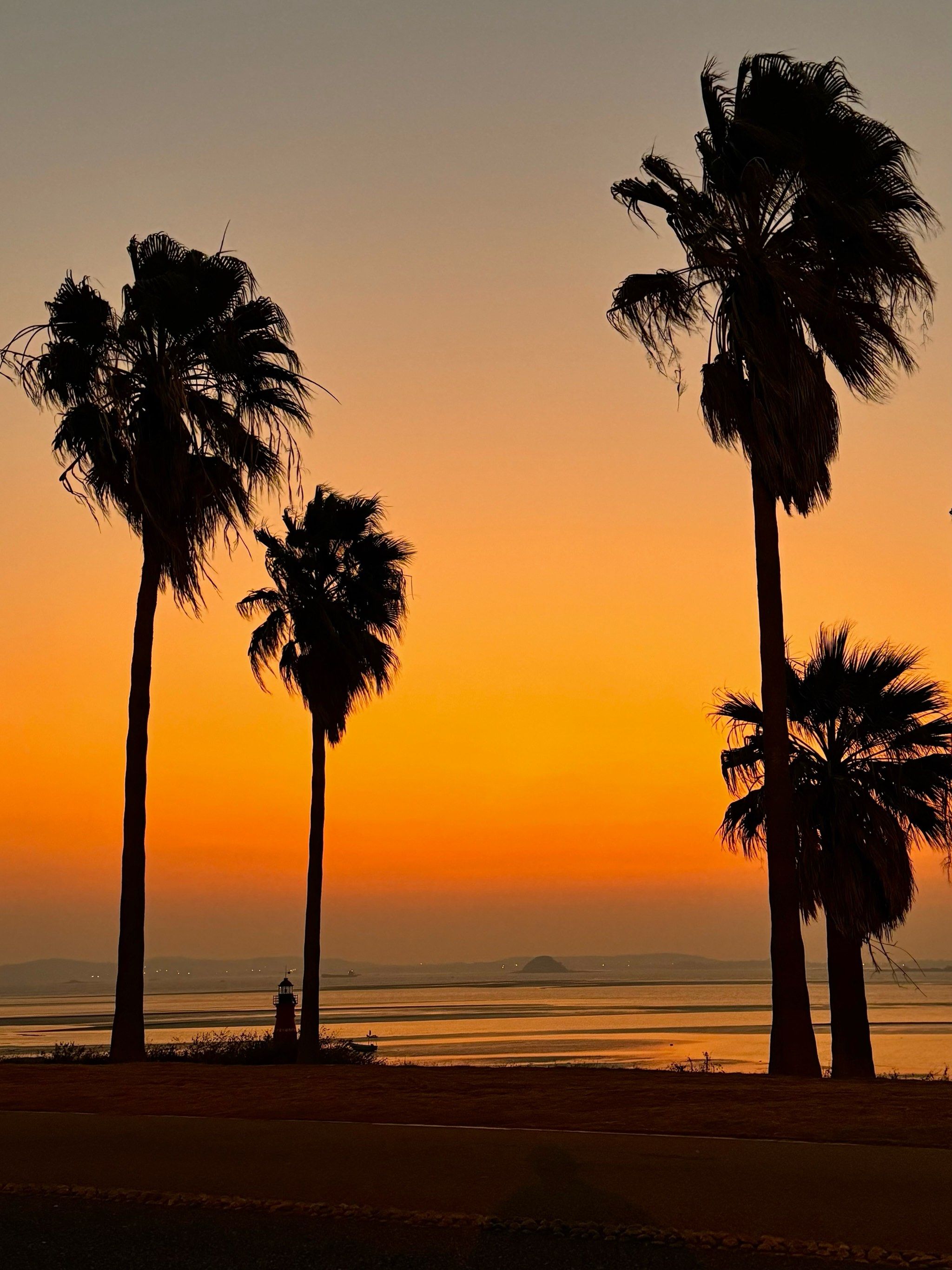 椰风寨是最佳看日出🌅地点之一 尤其是粉橘色天空配上路两边的树