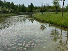 -宁波杭州湾国家湿地公园