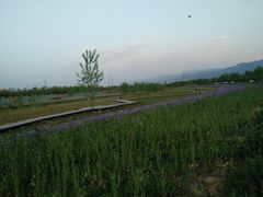 -洨河生态公园