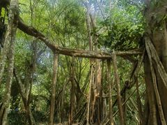 -中国科学院西双版纳热带植物园