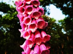 -大塘金香草谷