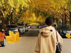 -三里屯东五街银杏大道