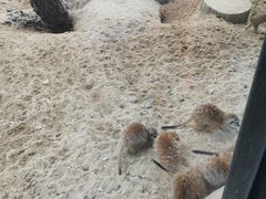 -武汉动物园