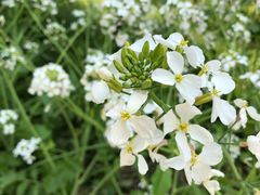 -南汇桃花村